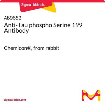 Anti-Tau phospho Serine 199 Antibody Chemicon&#174;, from rabbit