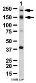 Anti-TNRC6B Antibody from rabbit, purified by affinity chromatography