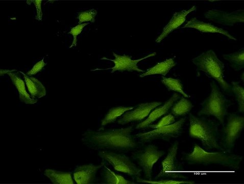 Anti-SCGN antibody produced in rabbit purified immunoglobulin, buffered aqueous solution