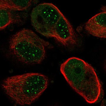 Anti-NUDT21 antibody produced in rabbit Prestige Antibodies&#174; Powered by Atlas Antibodies, affinity isolated antibody