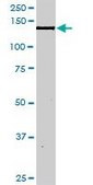 Anti-NID1 antibody produced in rabbit purified immunoglobulin, buffered aqueous solution