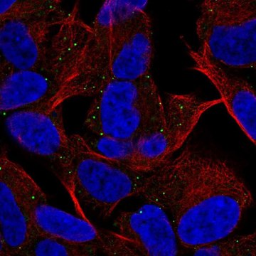Anti-MYT1L antibody produced in rabbit Prestige Antibodies&#174; Powered by Atlas Antibodies, affinity isolated antibody