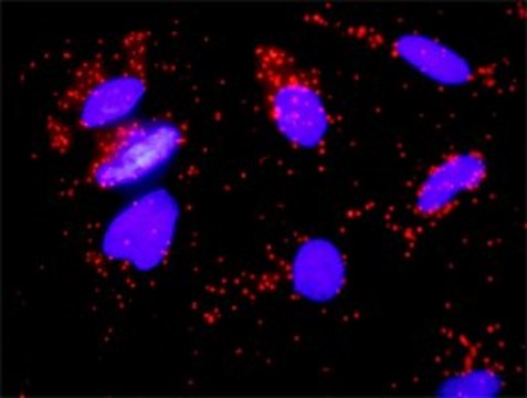 Monoclonal Anti-FGF8 antibody produced in mouse clone 2A11, purified immunoglobulin, buffered aqueous solution