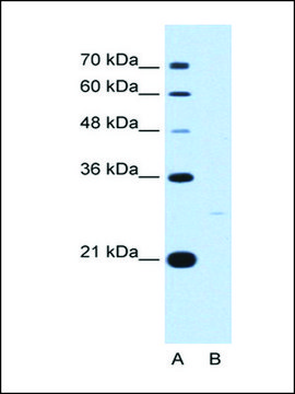 Anti-YWHAZ antibody produced in rabbit IgG fraction of antiserum