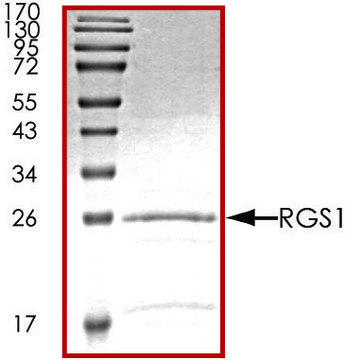 RGS1, His tagged human recombinant, expressed in E. coli, &#8805;70% (SDS-PAGE), buffered aqueous glycerol solution