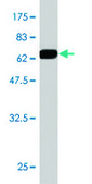 Monoclonal Anti-BCL2L14 antibody produced in mouse clone 1F2, purified immunoglobulin, buffered aqueous solution
