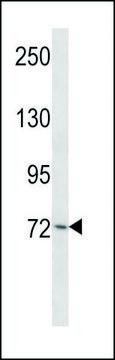 ANTI-MOUSE PLK3 (N-TERM) antibody produced in rabbit IgG fraction of antiserum, buffered aqueous solution