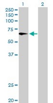 Anti-FMO4 antibody produced in mouse purified immunoglobulin, buffered aqueous solution