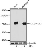 Anti-COX2/PTGS2 Antibody, clone 2V7G8, Rabbit Monoclonal