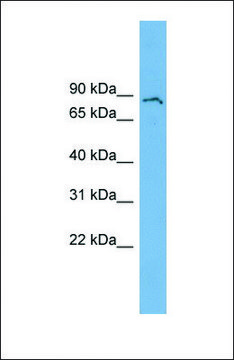 Anti-POLI, (N-terminal) antibody produced in rabbit affinity isolated antibody