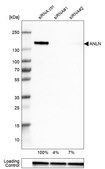 Anti-ANLN antibody produced in rabbit Prestige Antibodies&#174; Powered by Atlas Antibodies, affinity isolated antibody, buffered aqueous glycerol solution