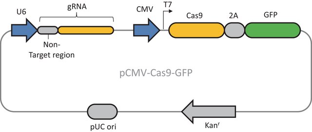 CRISPR UNIVERSAL NEGATIVE CONTROL 1