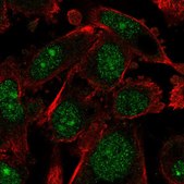 Anti-ARNTL2 antibody produced in rabbit Prestige Antibodies&#174; Powered by Atlas Antibodies, affinity isolated antibody, buffered aqueous glycerol solution