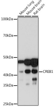 Anti-CREB1 Antibody, clone 3F5Y0, Rabbit Monoclonal