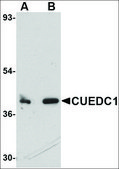 Anti-CUEDC1 antibody produced in rabbit affinity isolated antibody, buffered aqueous solution