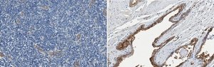 Anti-IL-22RA-1 Antibody from rabbit, purified by affinity chromatography