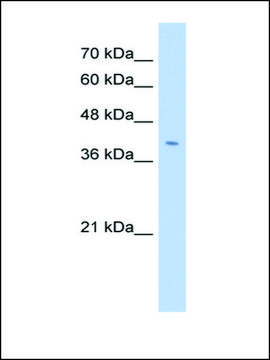 Anti-FNDC3B antibody produced in rabbit IgG fraction of antiserum