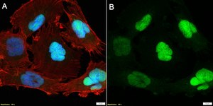 Anti-KIFC1 Antibody, clone 3M19 ZooMAb&#174; Rabbit Monoclonal recombinant, expressed in HEK 293 cells