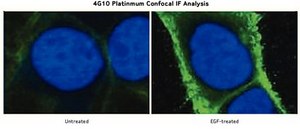4G10&#174; Platinum, Anti-Phosphotyrosine Antibody (mouse monoclonal cocktail IgG2b) clone 4G10®, Upstate&#174;, from mouse