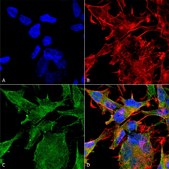 Monoclonal Anti-Vglut2 - Rpe antibody produced in mouse clone S29-29, purified immunoglobulin