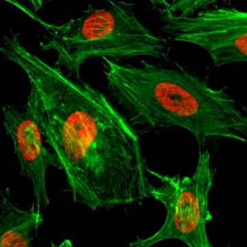 Anti-Dimethyl-Histone H3 (Lys4) antibody, Rabbit monoclonal recombinant, expressed in HEK 293 cells, clone RM135, purified immunoglobulin