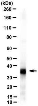 Anti-SET-beta, clone 3D10E2 clone 3D10E2, from mouse