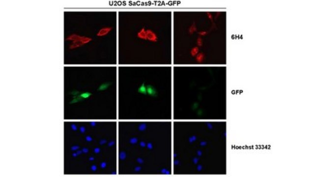 Anti-Cas9 Antibody, N-terminal Antibody, clone 6H4 Antibody, S. aureus clone 6H4, from mouse