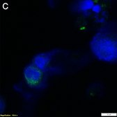 Anti-TNF&#945; Antibody, clone 2E3 ZooMAb&#174; Rabbit Monoclonal recombinant, expressed in HEK 293 cells