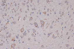 Anti-Xanthine Oxidase (XDH) antibody produced in rabbit