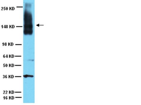 Anti-Neural Cell Adhesion Molecule Antibody Chemicon&#174;, from rabbit