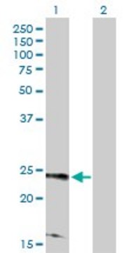 Anti-RRAS2 antibody produced in rabbit purified immunoglobulin, buffered aqueous solution