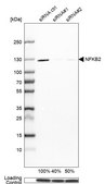 Anti-NFKB2 antibody produced in rabbit Prestige Antibodies&#174; Powered by Atlas Antibodies, affinity isolated antibody, buffered aqueous glycerol solution
