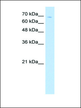 Anti-TCF25 antibody produced in rabbit IgG fraction of antiserum