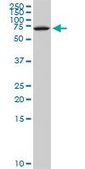 Monoclonal Anti-NFIX antibody produced in mouse clone 3D2, purified immunoglobulin, buffered aqueous solution