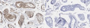 Anti-&#946; Tubulin Antibody, clone 10G11 ZooMAb&#174; Rabbit Monoclonal recombinant, expressed in HEK 293 cells
