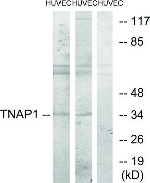 Anti-TNAP1 antibody produced in rabbit affinity isolated antibody