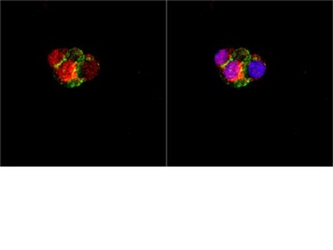 Anti-Olig3 Antibody Chemicon&#174;, from rabbit