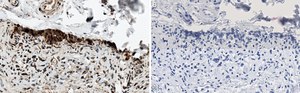Anti-HSP70 Antibody, clone 4E12 ZooMAb&#174; Rabbit Monoclonal recombinant, expressed in HEK 293 cells