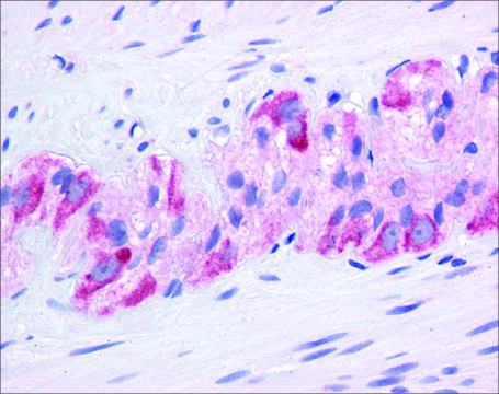 Anti-HSP90AA1 (ab2) antibody produced in rabbit affinity isolated antibody