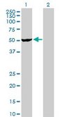 Anti-VRK2 antibody produced in rabbit purified immunoglobulin, buffered aqueous solution