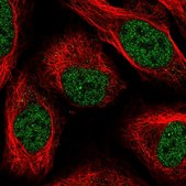 Anti-PTBP2 antibody produced in rabbit Prestige Antibodies&#174; Powered by Atlas Antibodies, affinity isolated antibody, buffered aqueous glycerol solution