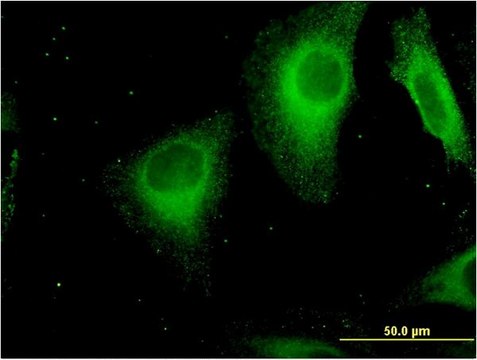 Monoclonal Anti-STAB1 antibody produced in mouse clone 4G9, purified immunoglobulin, buffered aqueous solution