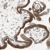 Anti-GRN antibody produced in rabbit Prestige Antibodies&#174; Powered by Atlas Antibodies, affinity isolated antibody, buffered aqueous glycerol solution
