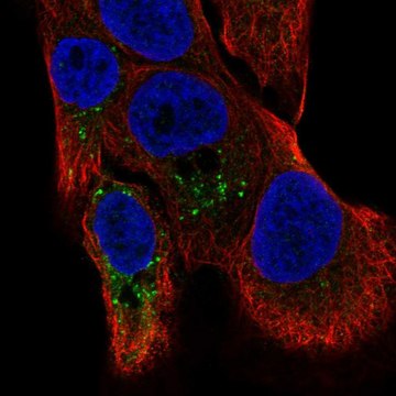 Anti-TMBIM1 antibody produced in rabbit Prestige Antibodies&#174; Powered by Atlas Antibodies, affinity isolated antibody