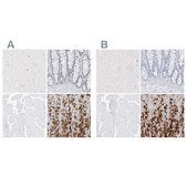 Anti-PGC antibody produced in rabbit Prestige Antibodies&#174; Powered by Atlas Antibodies, affinity isolated antibody, buffered aqueous glycerol solution