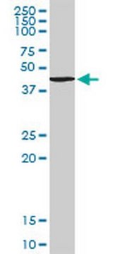 Anti-TANK Rabbit pAb liquid, Calbiochem&#174;