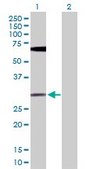 Anti-FGF13 antibody produced in rabbit purified immunoglobulin, buffered aqueous solution