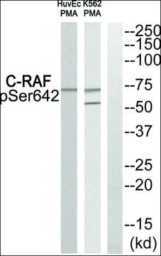 Anti-phospho-C-RAF (pSer642) antibody produced in rabbit affinity isolated antibody
