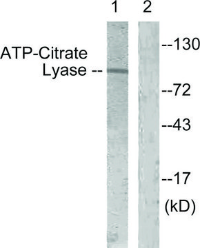 Anti-ATP-Citrate Lyase antibody produced in rabbit affinity isolated antibody