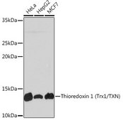 Anti-Thioredoxin 1 (Trx1/TXN) antibody produced in rabbit